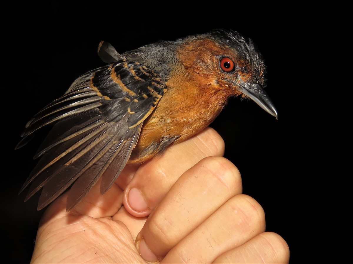 Black-headed Antbird - ML525491381