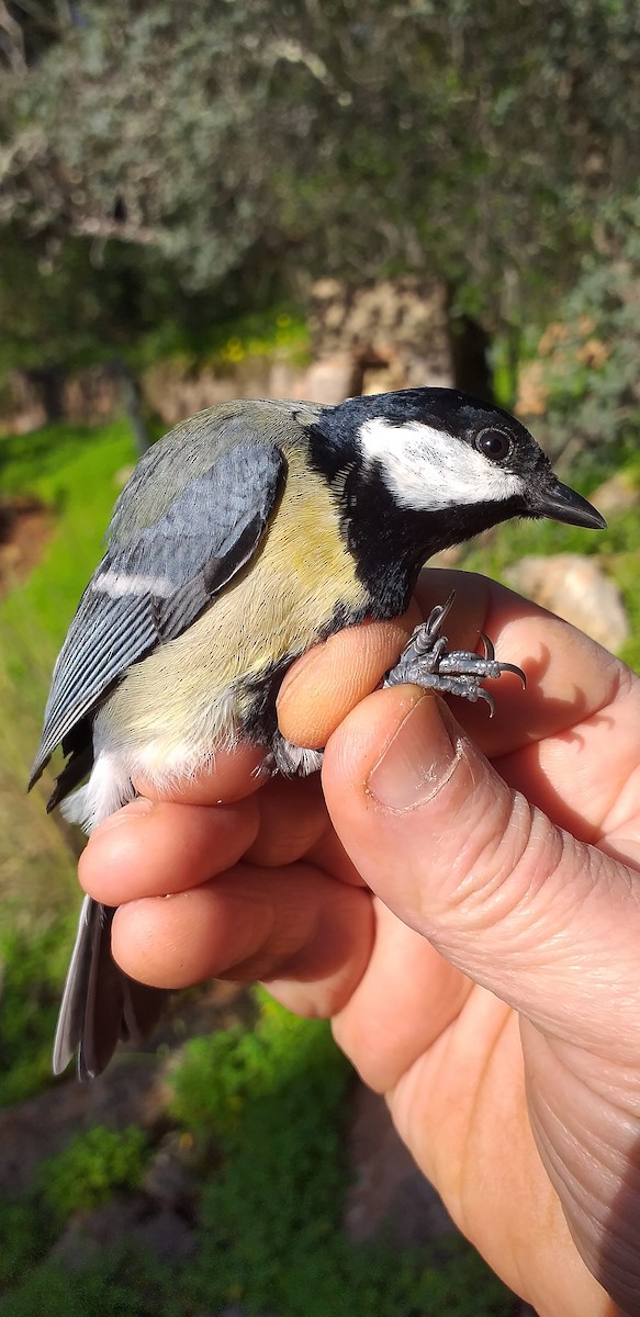 Great Tit - ML525491941