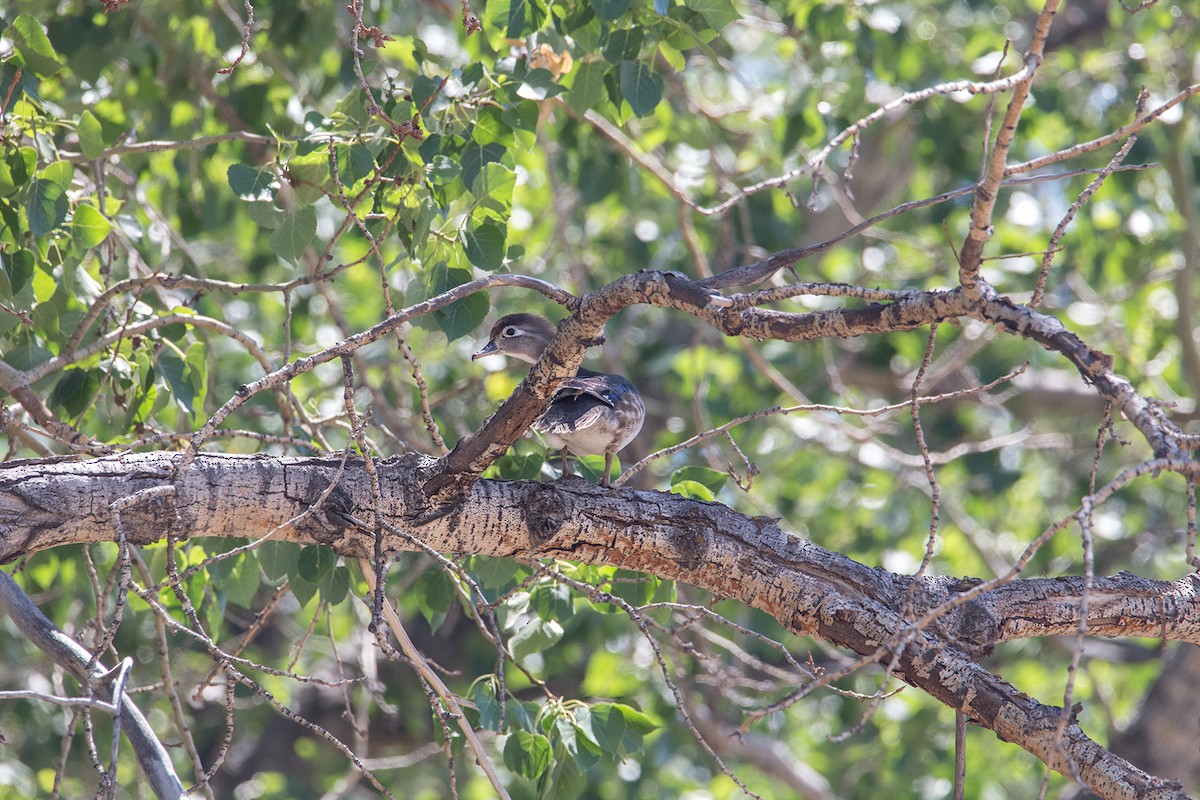 Wood Duck - ML525491991