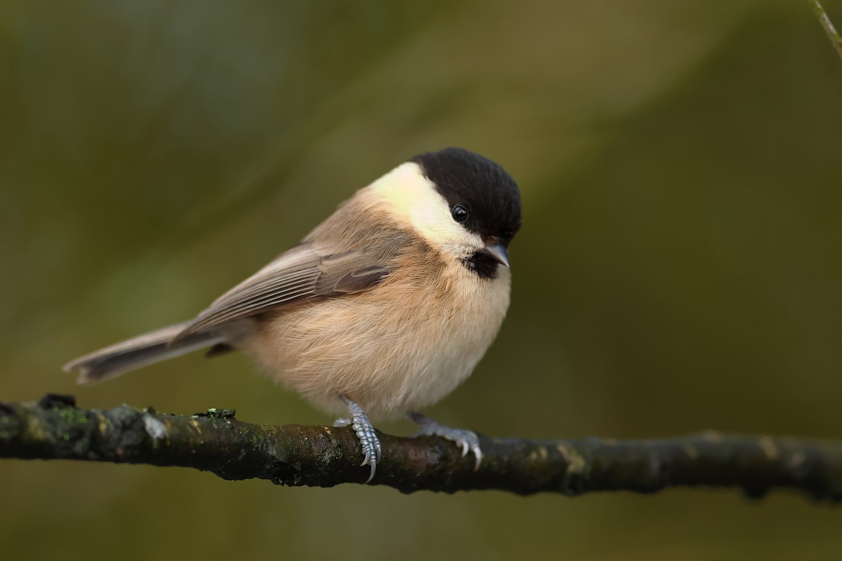 Willow Tit - Ian Roberts