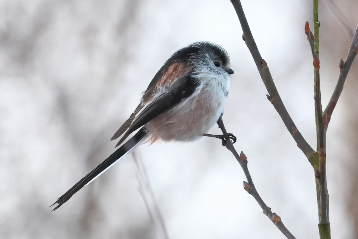 ירגזי זנבתן - ML525492771