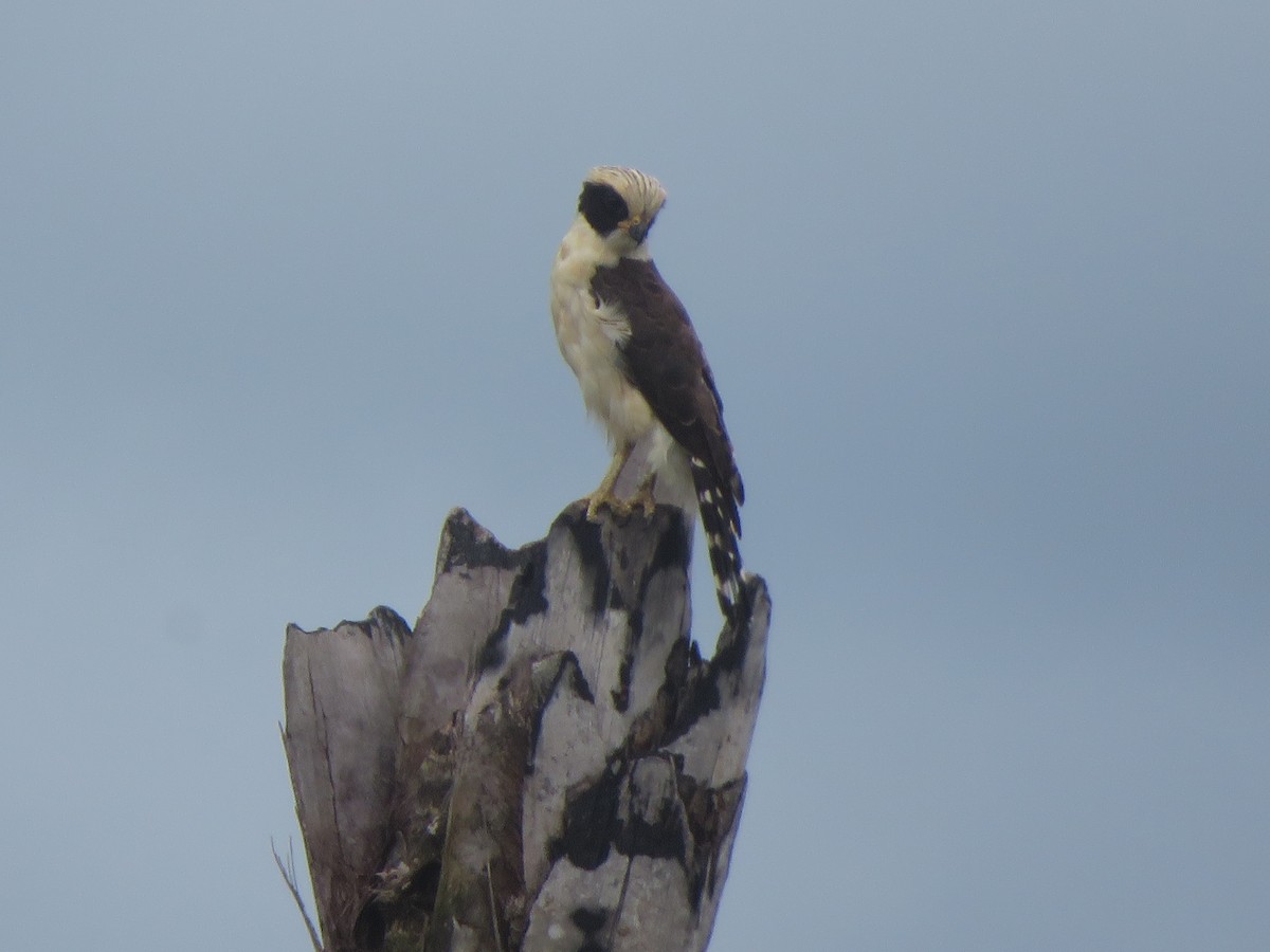 Laughing Falcon - ML525492821