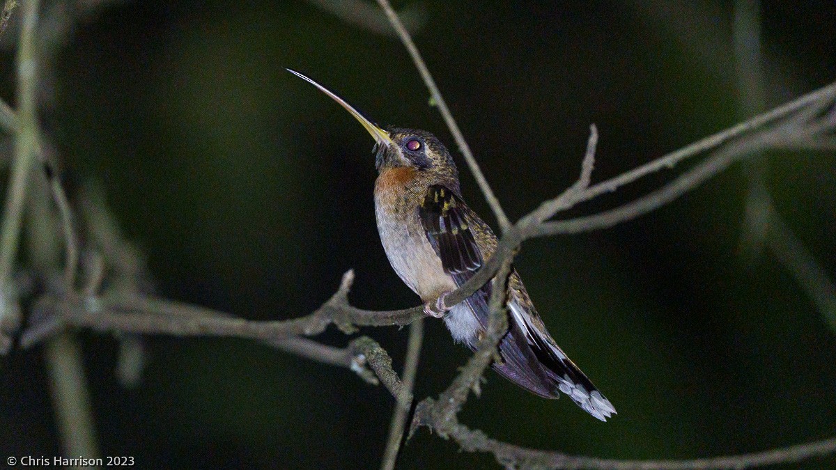 Band-tailed Barbthroat - ML525493731