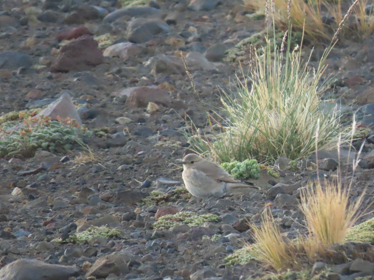 Creamy-rumped Miner - ML525495001