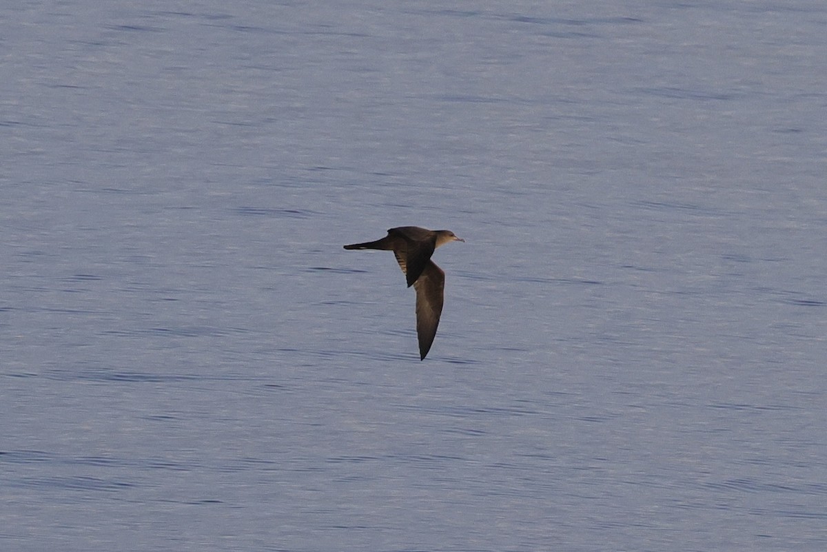 Wedge-tailed Shearwater - ML525495331