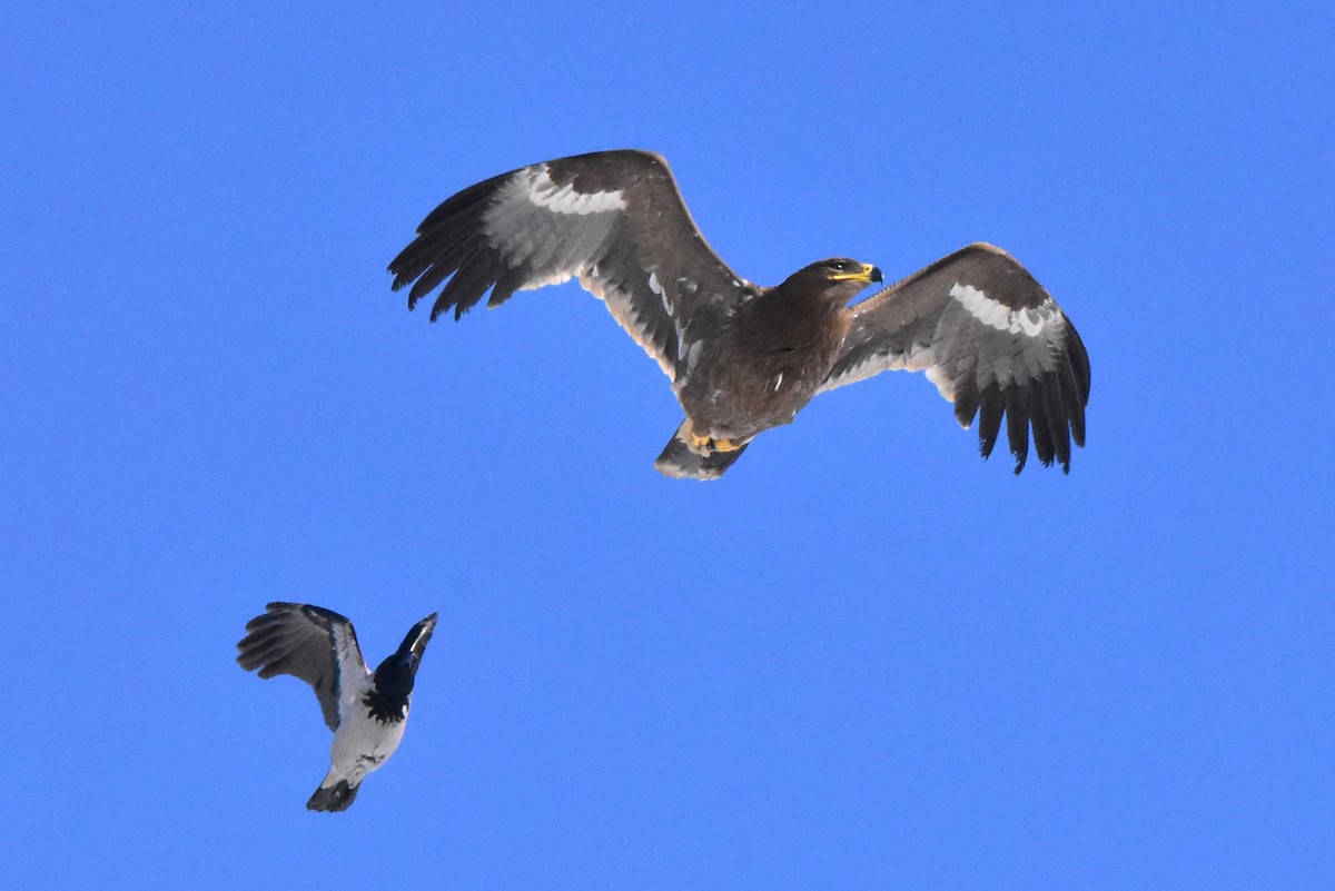 Steppe Eagle - ML525495791