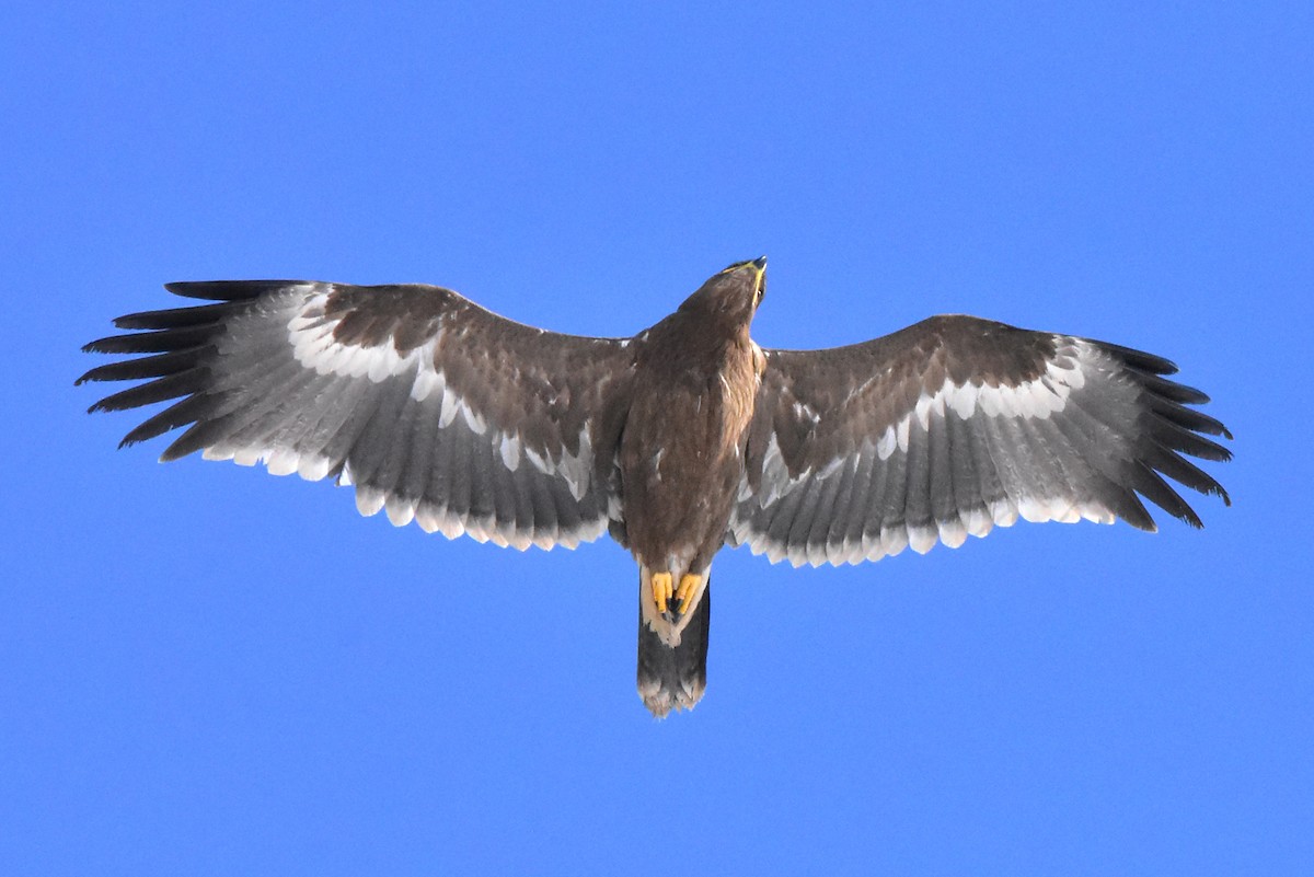 Steppe Eagle - ML525495801