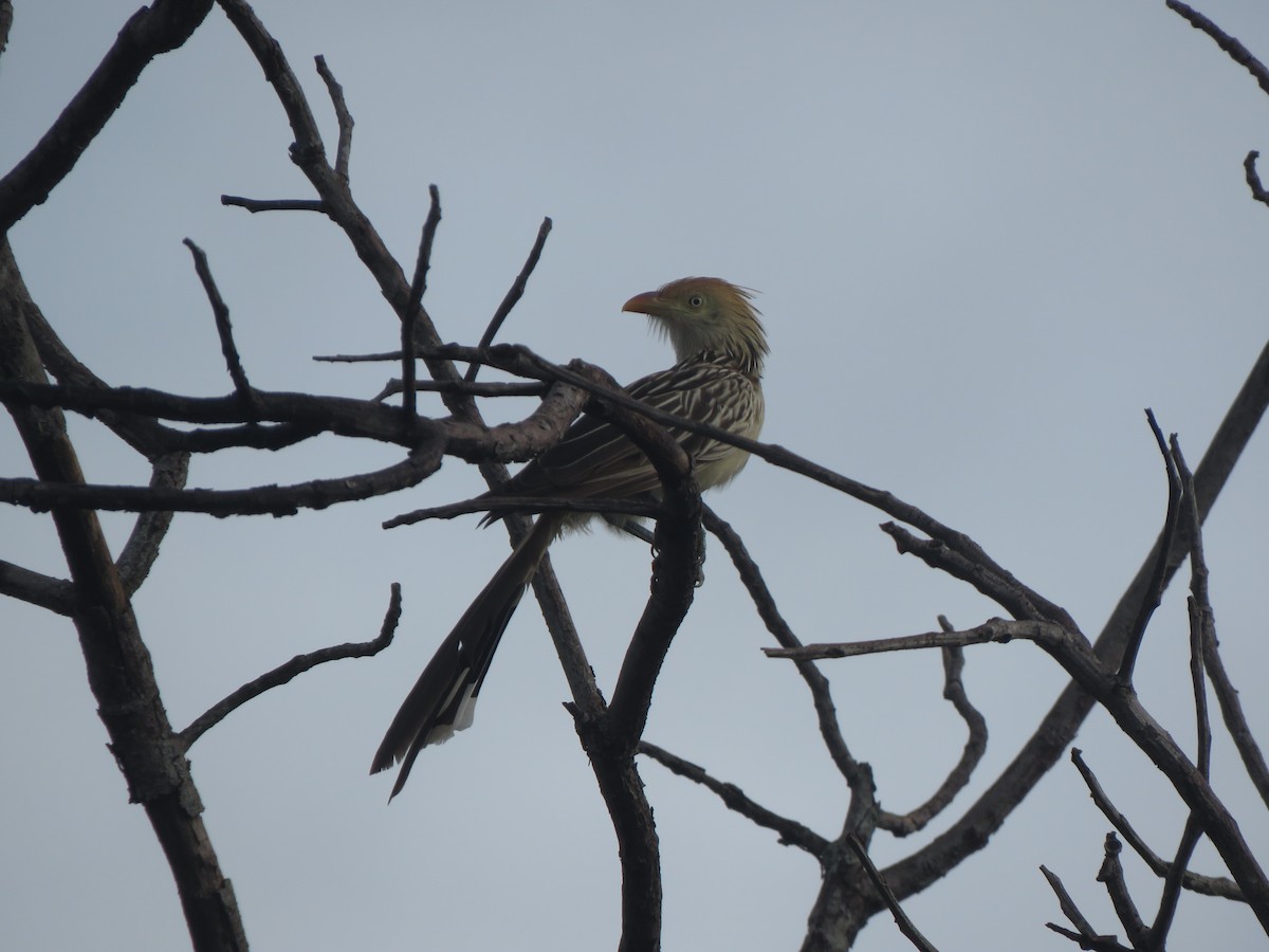 Guira Cuckoo - ML525495811