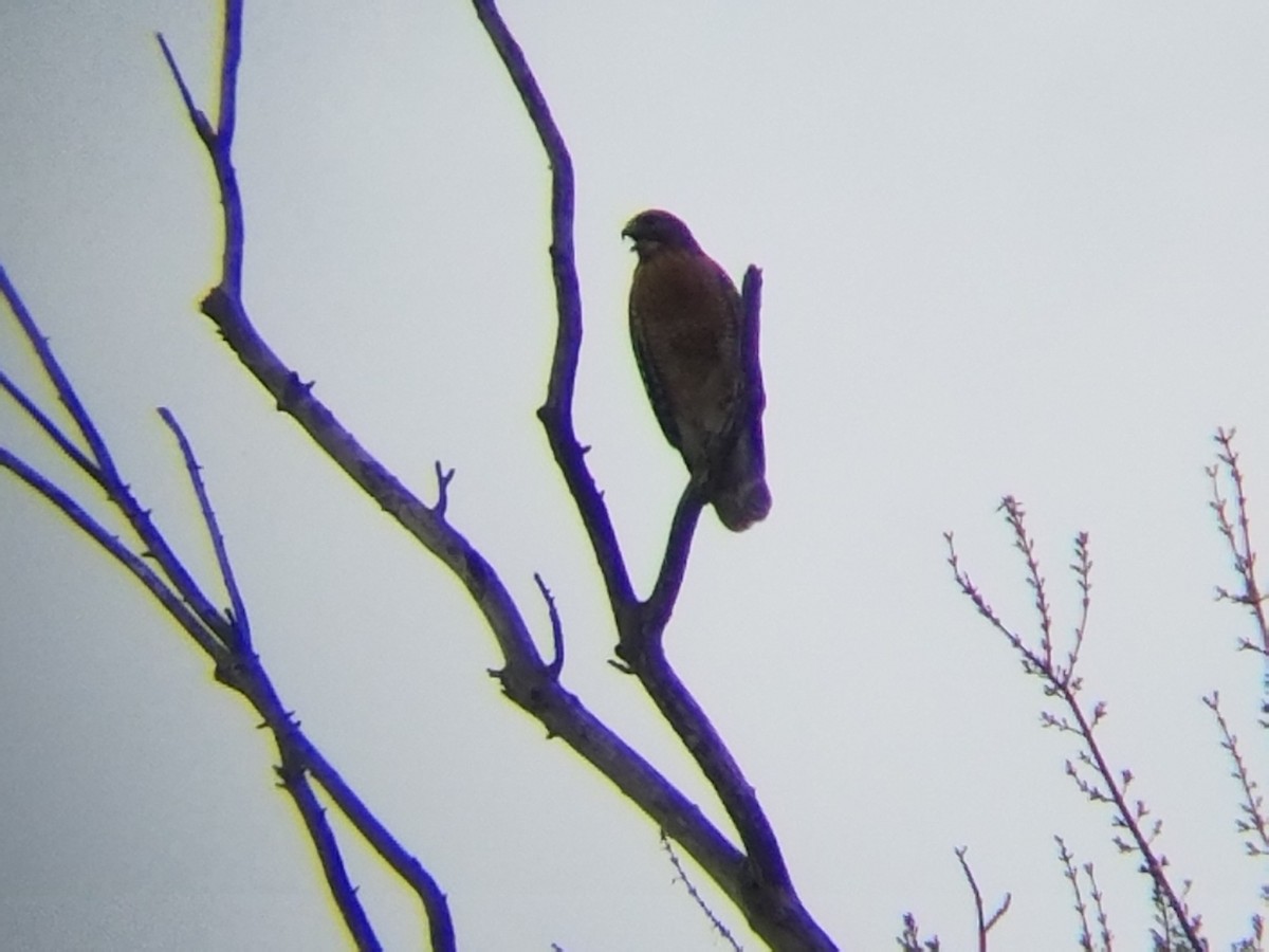 Red-shouldered Hawk - ML52549711