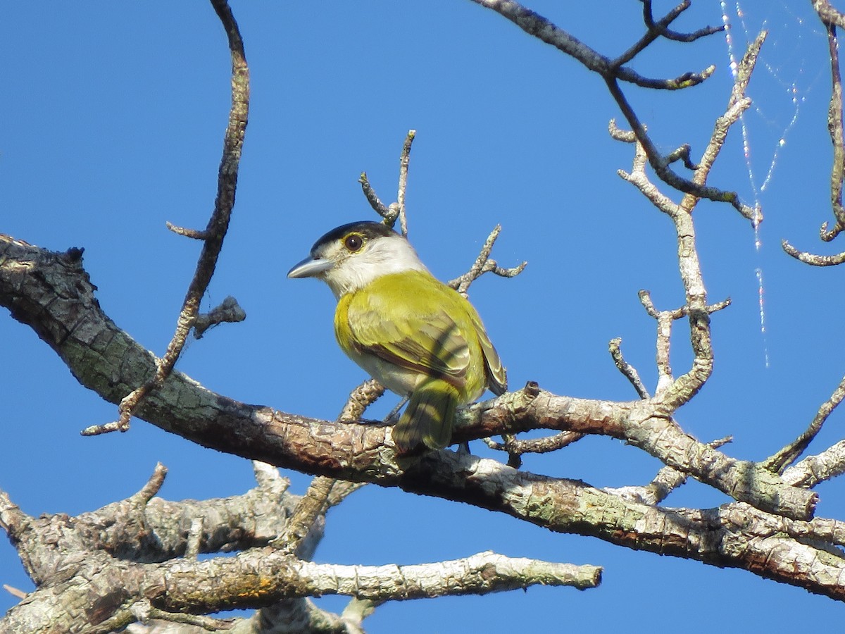 Green-backed Becard - ML525497731