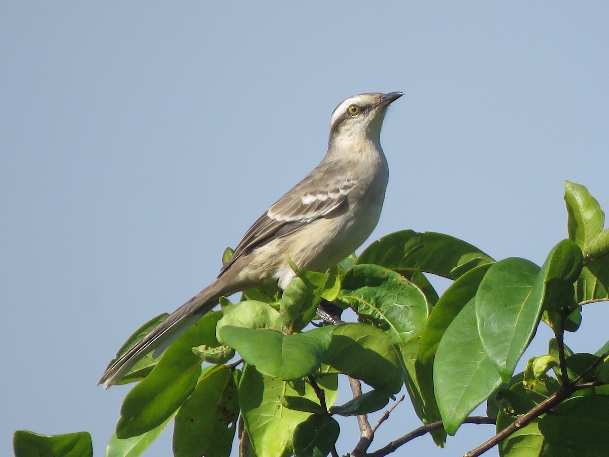 Chalk-browed Mockingbird - ML525497971