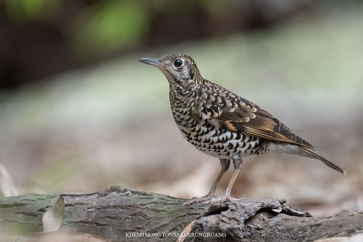 White's Thrush - Khemthong Tonsakulrungruang