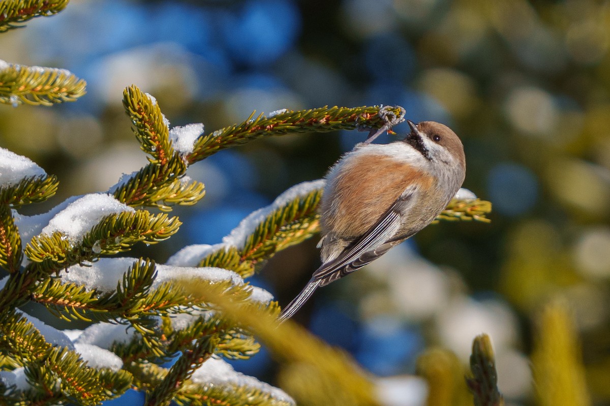 Boreal Chickadee - ML525499211