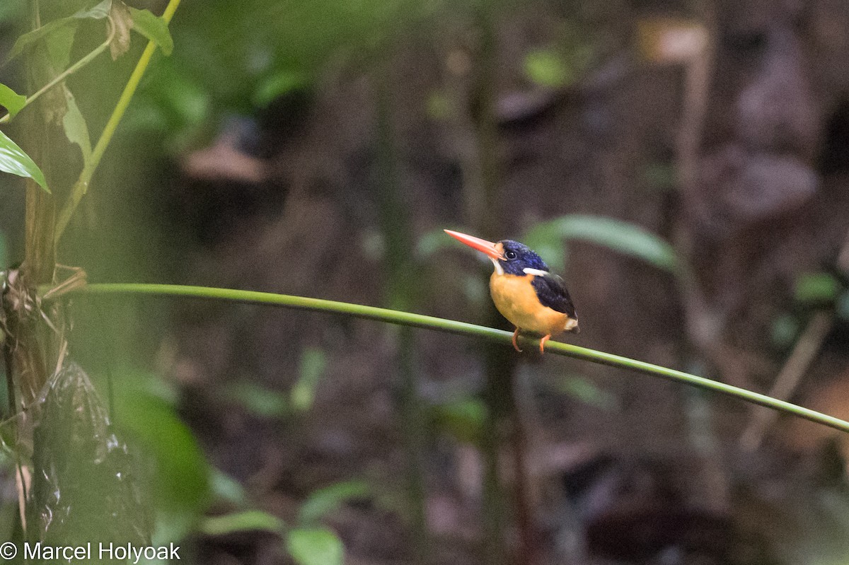 Moluccan Dwarf-Kingfisher (North Moluccan) - Marcel Holyoak