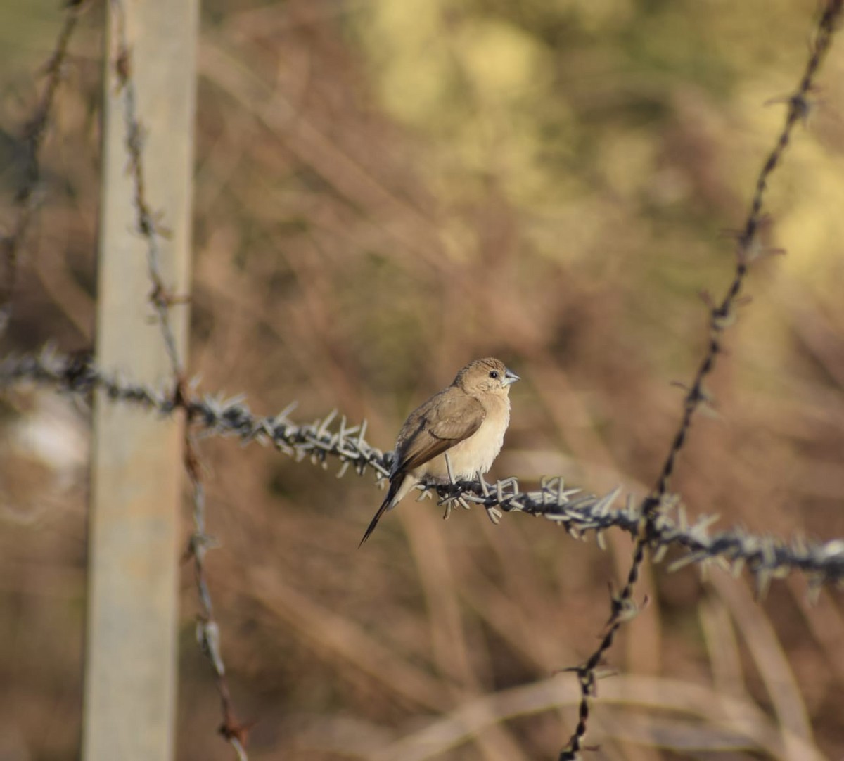 Indian Silverbill - ML525500311