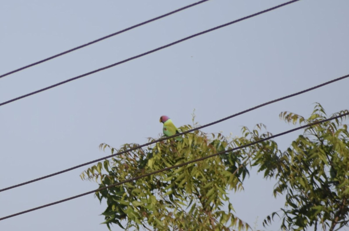 Plum-headed Parakeet - Sindhu Pawar