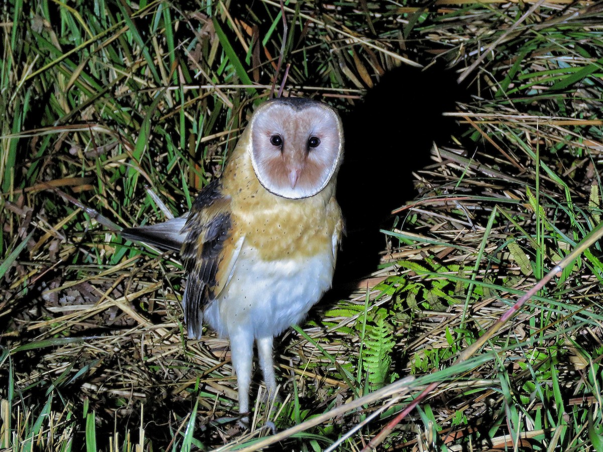Australasian Grass-Owl - ML525501131