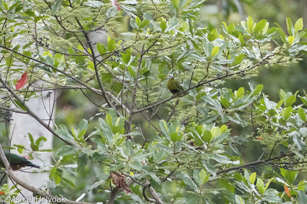 Carunculated Fruit-Dove - ML525502291