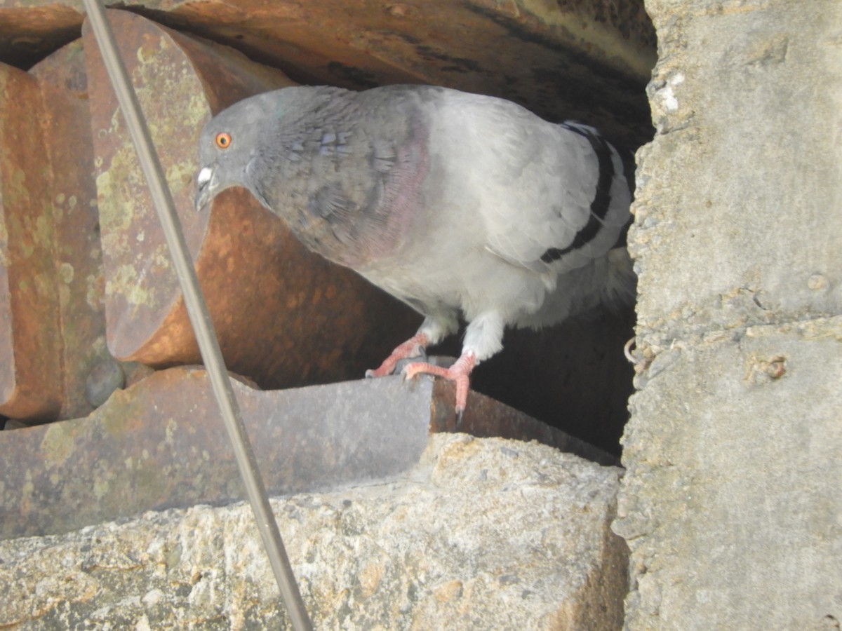Rock Pigeon (Feral Pigeon) - ML525502451