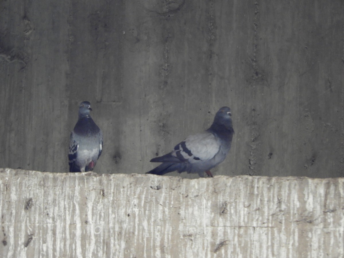 Rock Pigeon (Feral Pigeon) - ML525502461