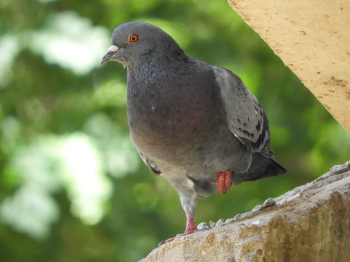 Rock Pigeon (Feral Pigeon) - ML525503281