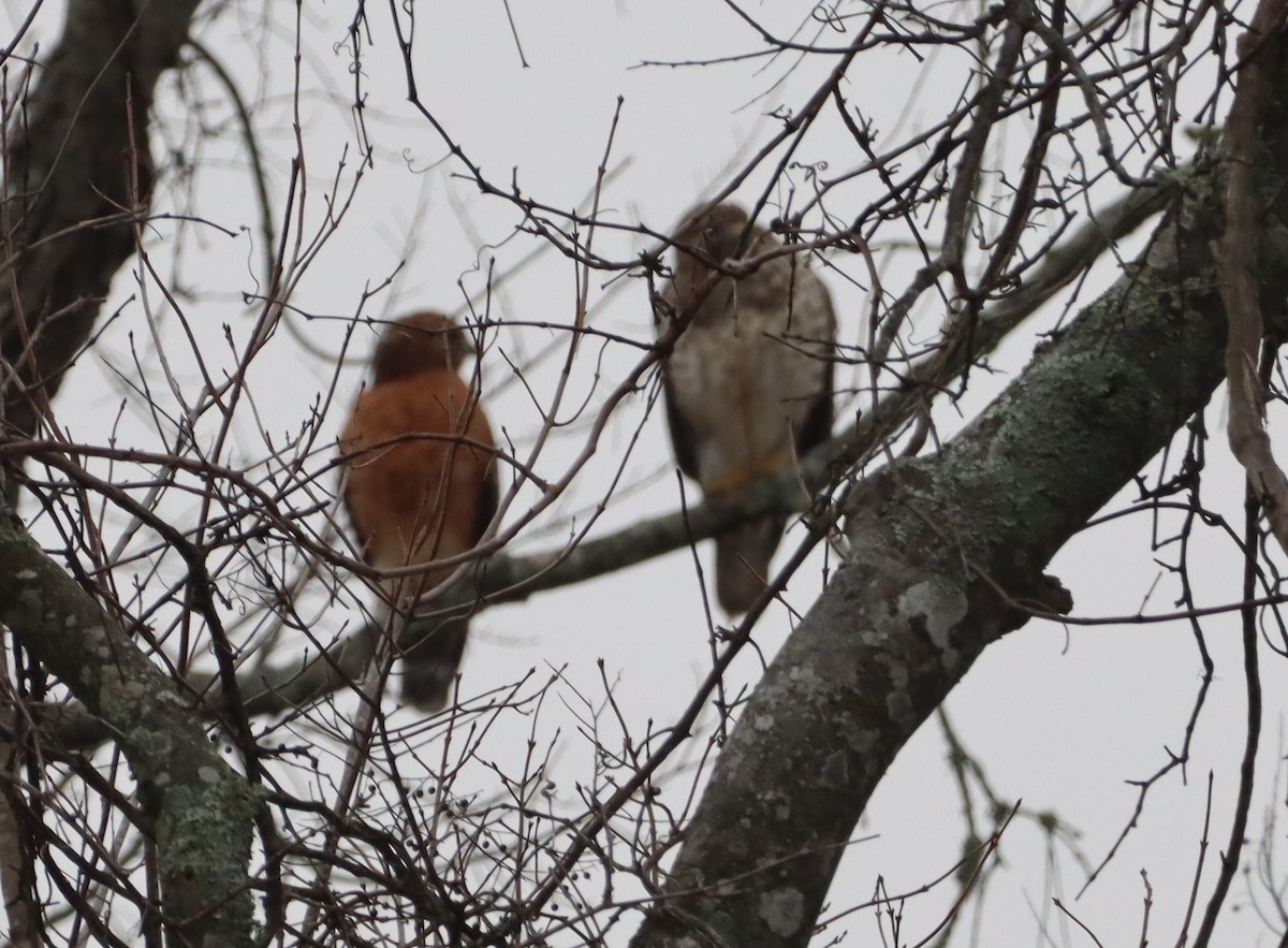 Red-shouldered Hawk - ML525504851