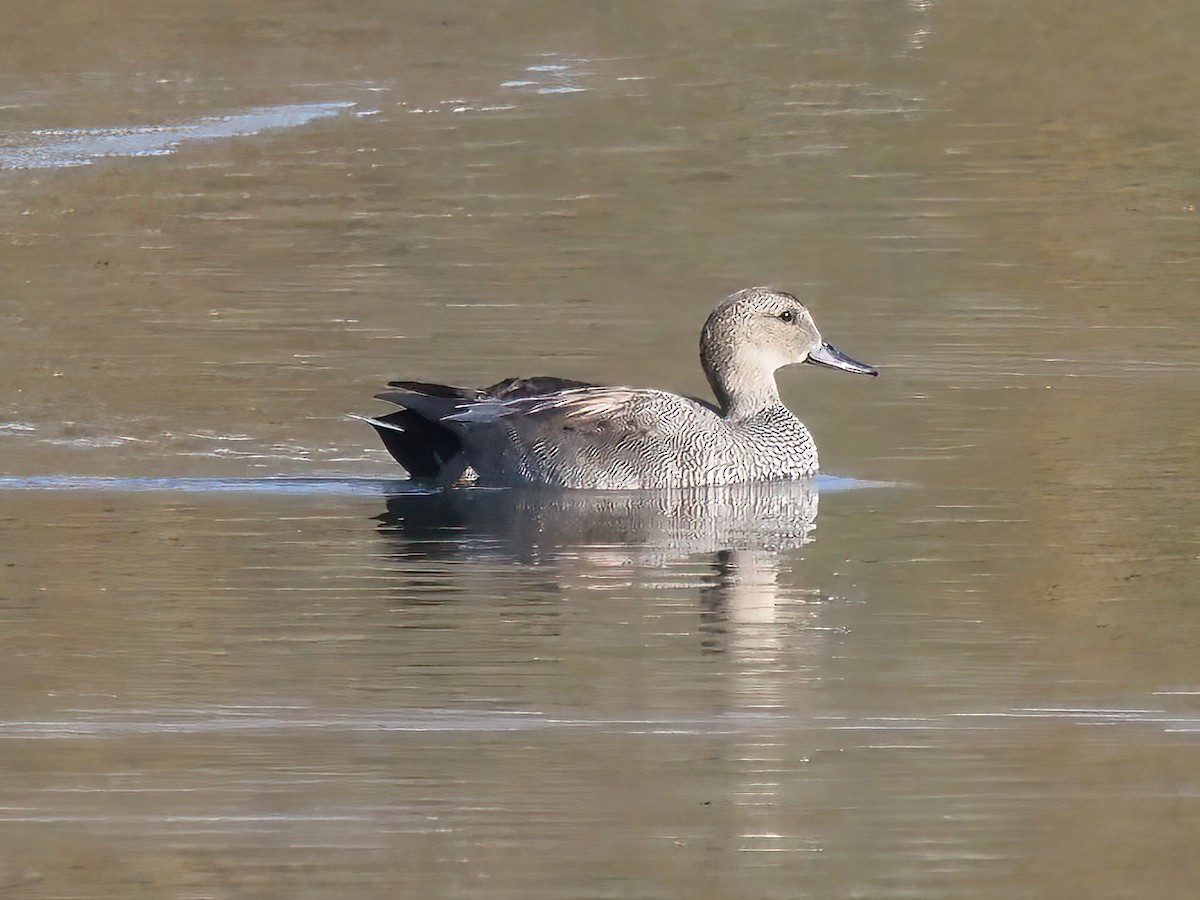 Gadwall - ML525504971