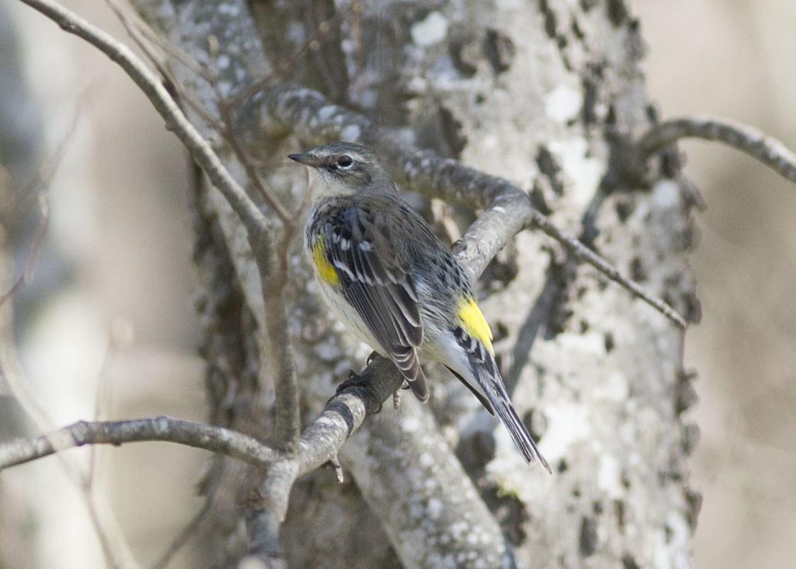 Yellow-rumped Warbler - ML525504991