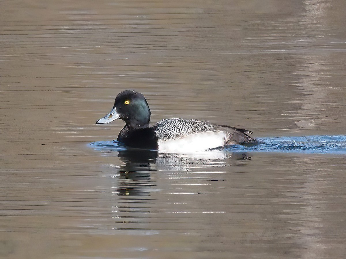 Greater Scaup - ML525505031