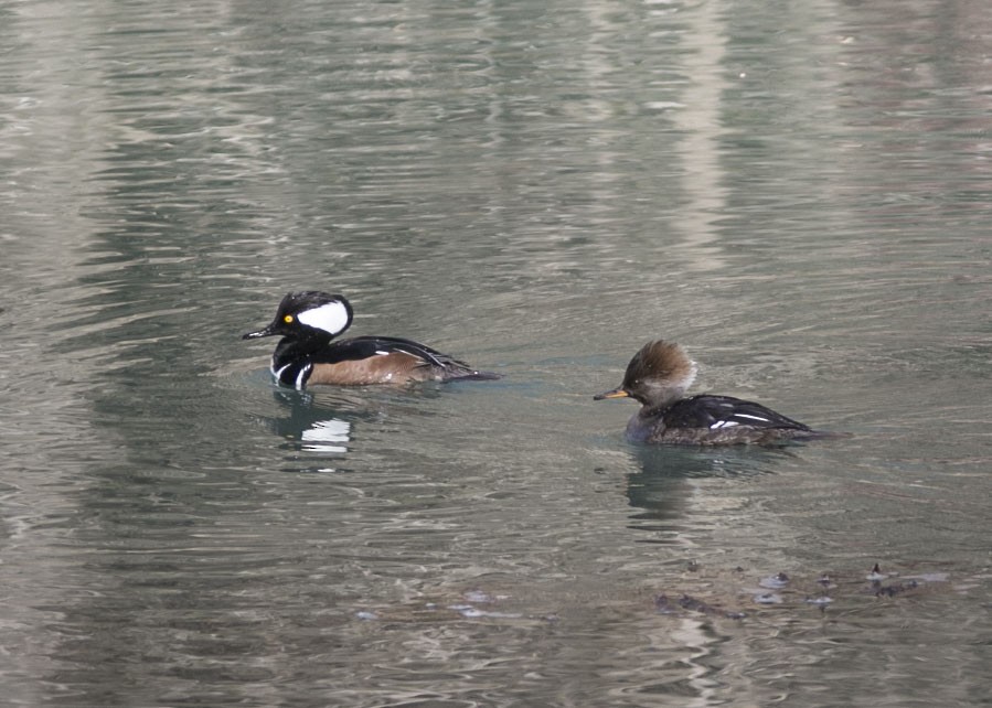 Hooded Merganser - ML525505181