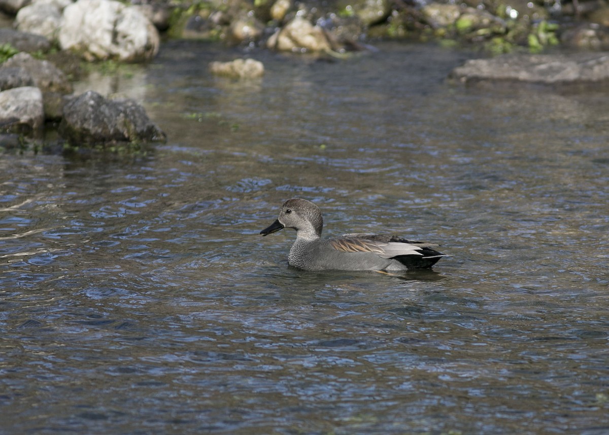 Gadwall - ML525505481