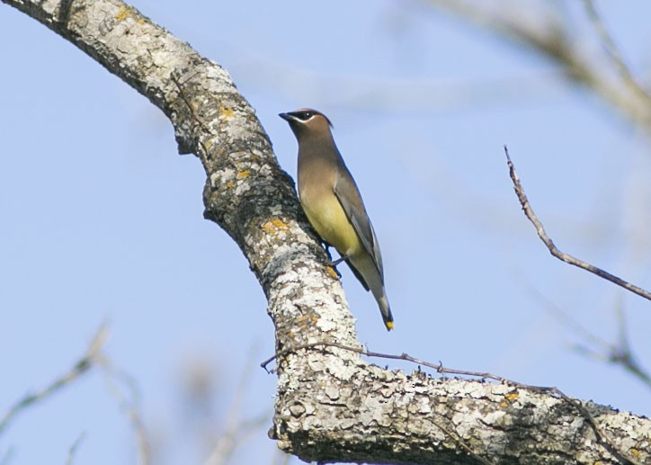 Cedar Waxwing - ML525505781