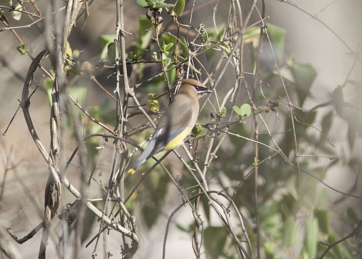 Cedar Waxwing - ML525505791