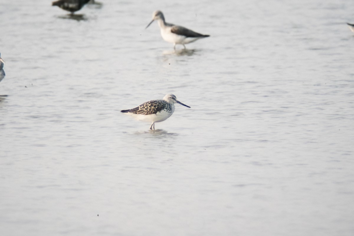 Nordmann's Greenshank - ML525505971