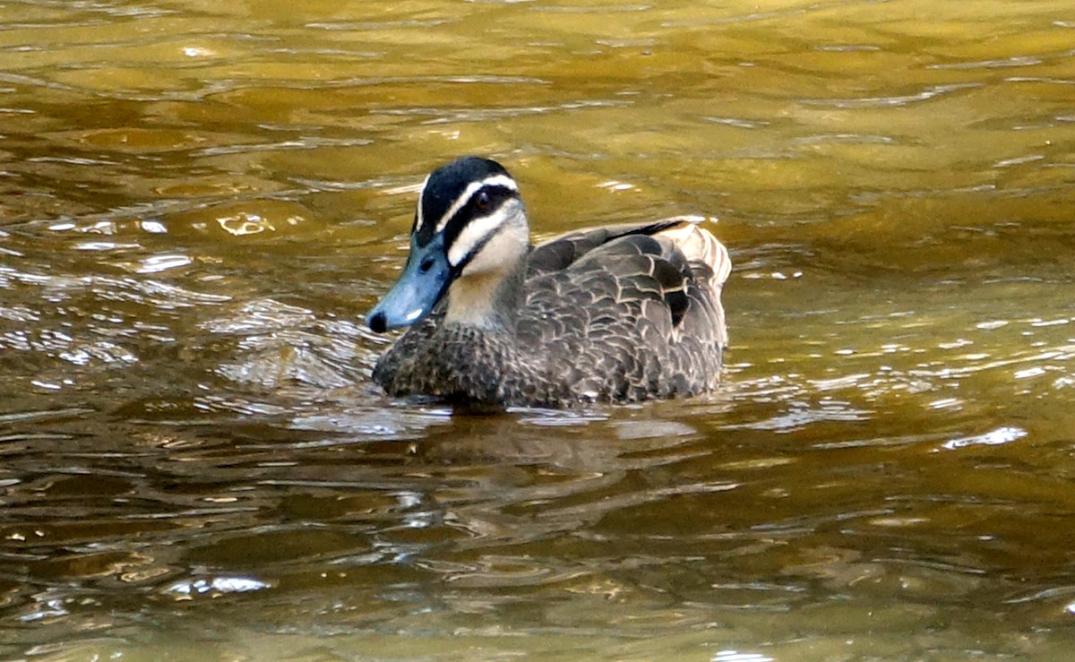 Pacific Black Duck - ML525506071
