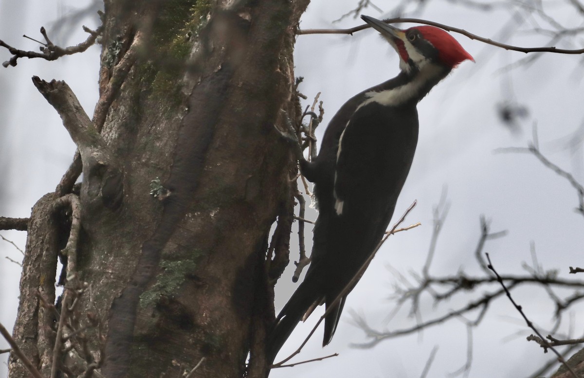 Pileated Woodpecker - ML525506411