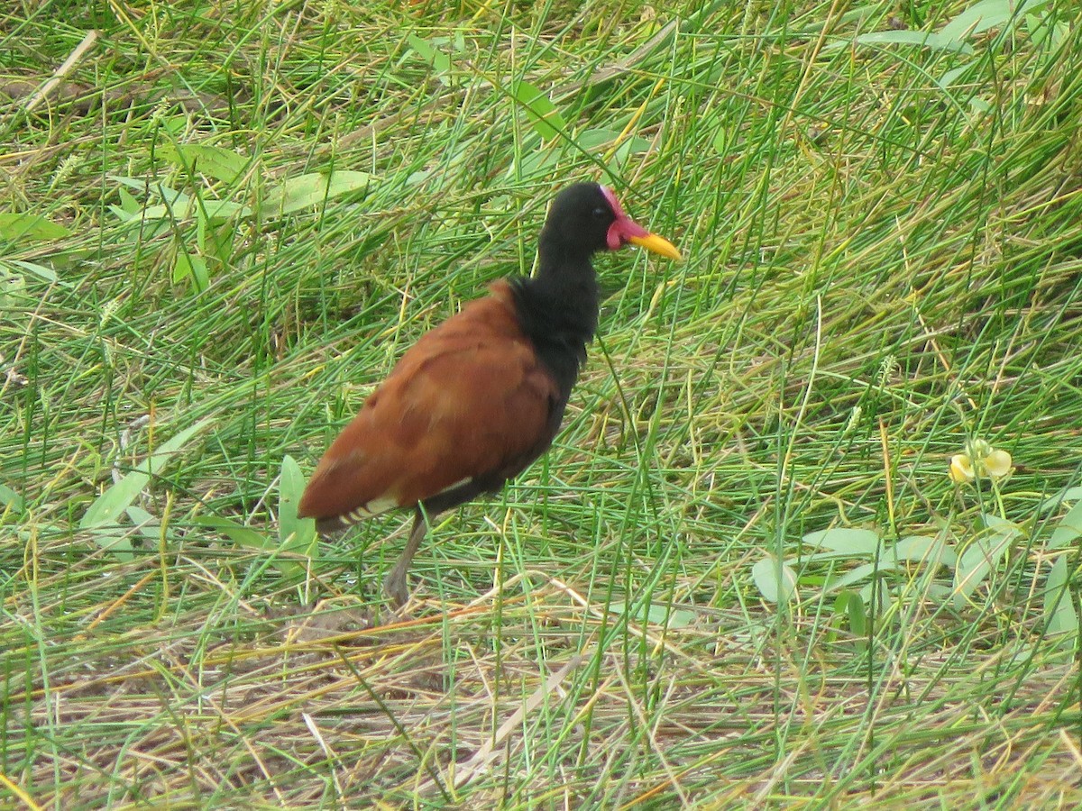 Wattled Jacana - ML525506541