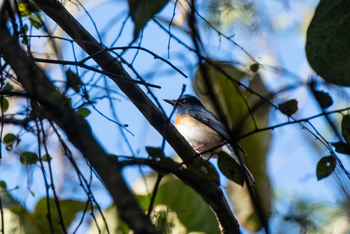 Blue-throated Flycatcher - ML525507051