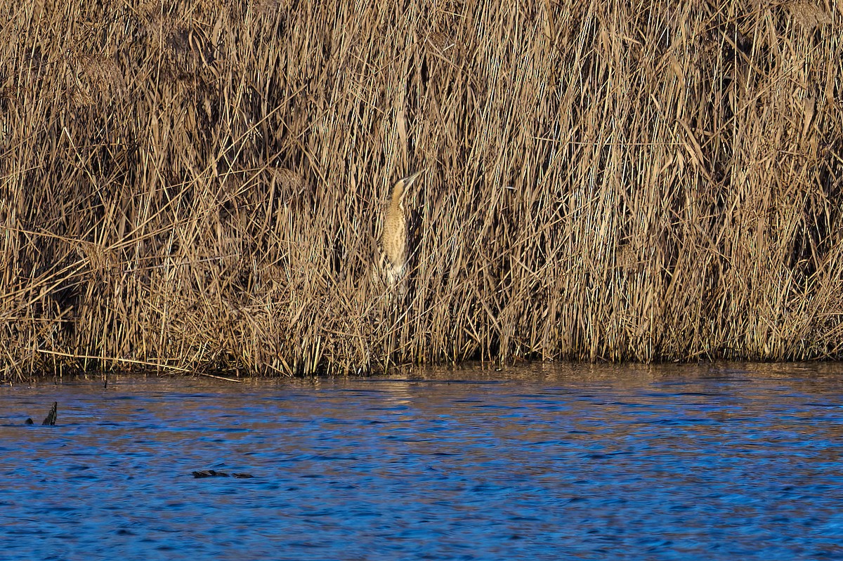 Eurasian Bittern - ML525507091