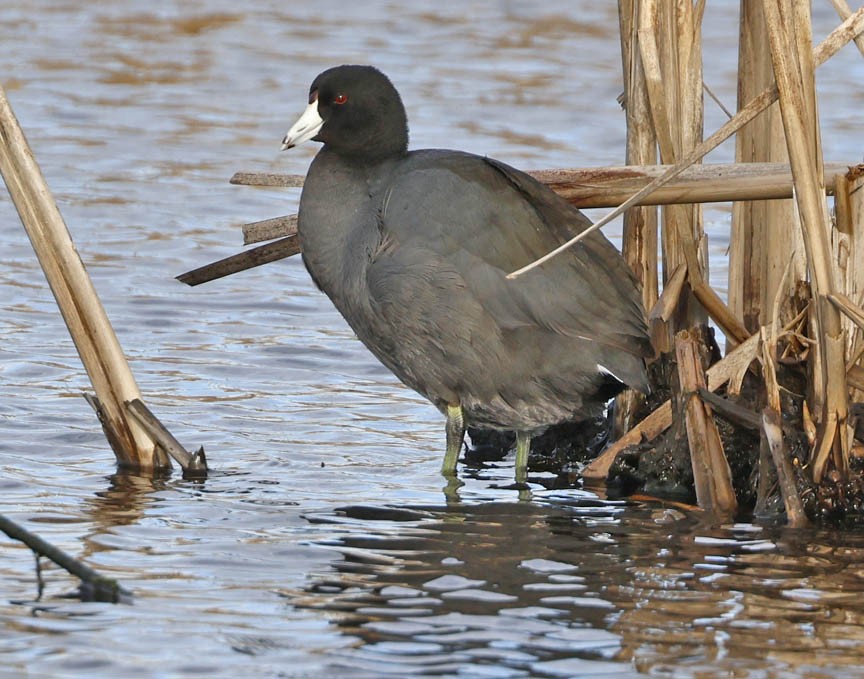 American Coot - ML525507121