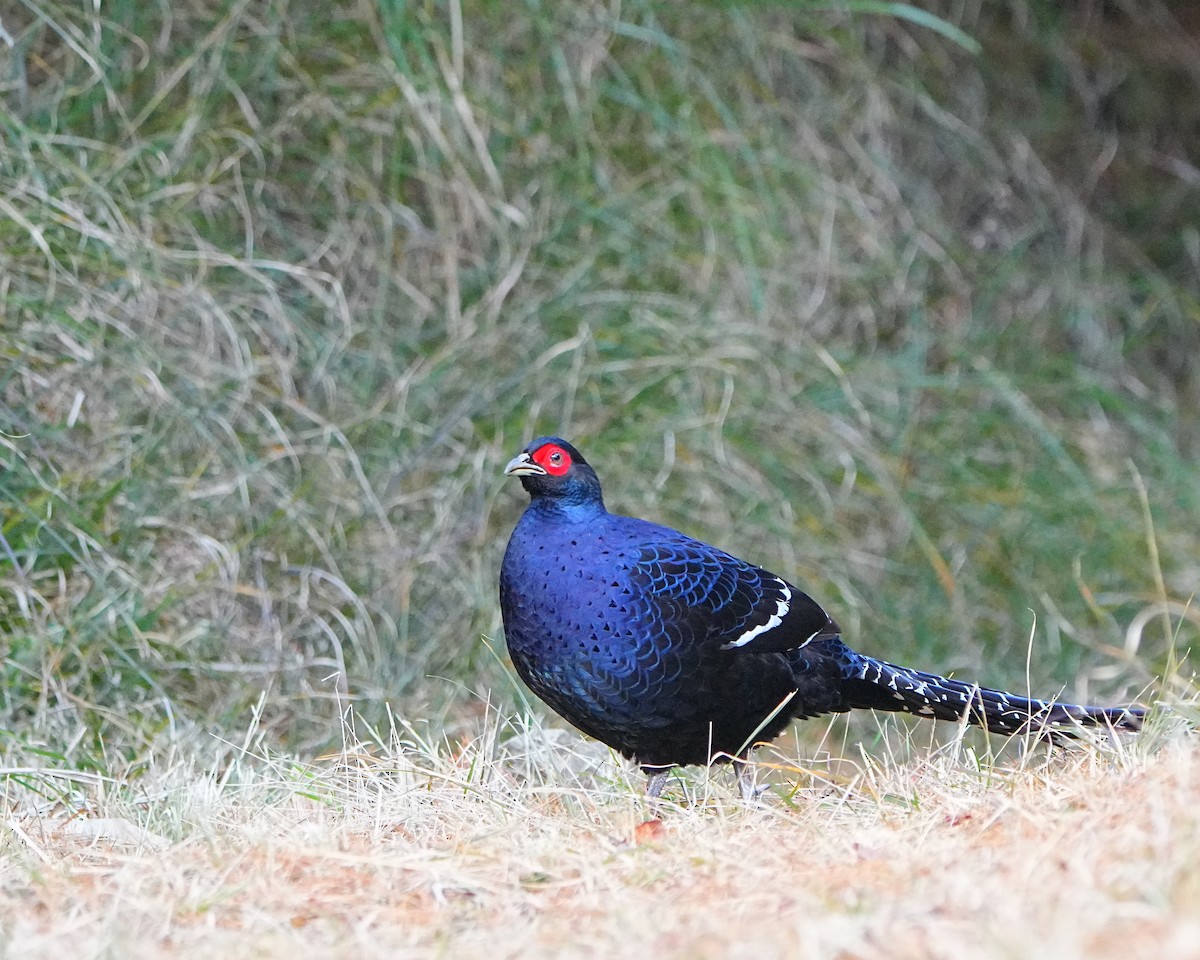 Mikado Pheasant - ML525507341