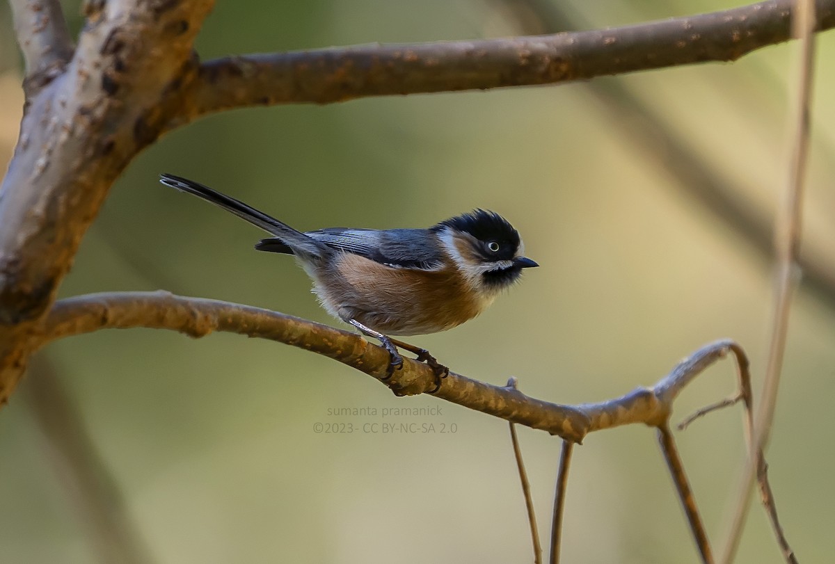 ヤマガラモドキ（bonvaloti／obscuratus） - ML525507931