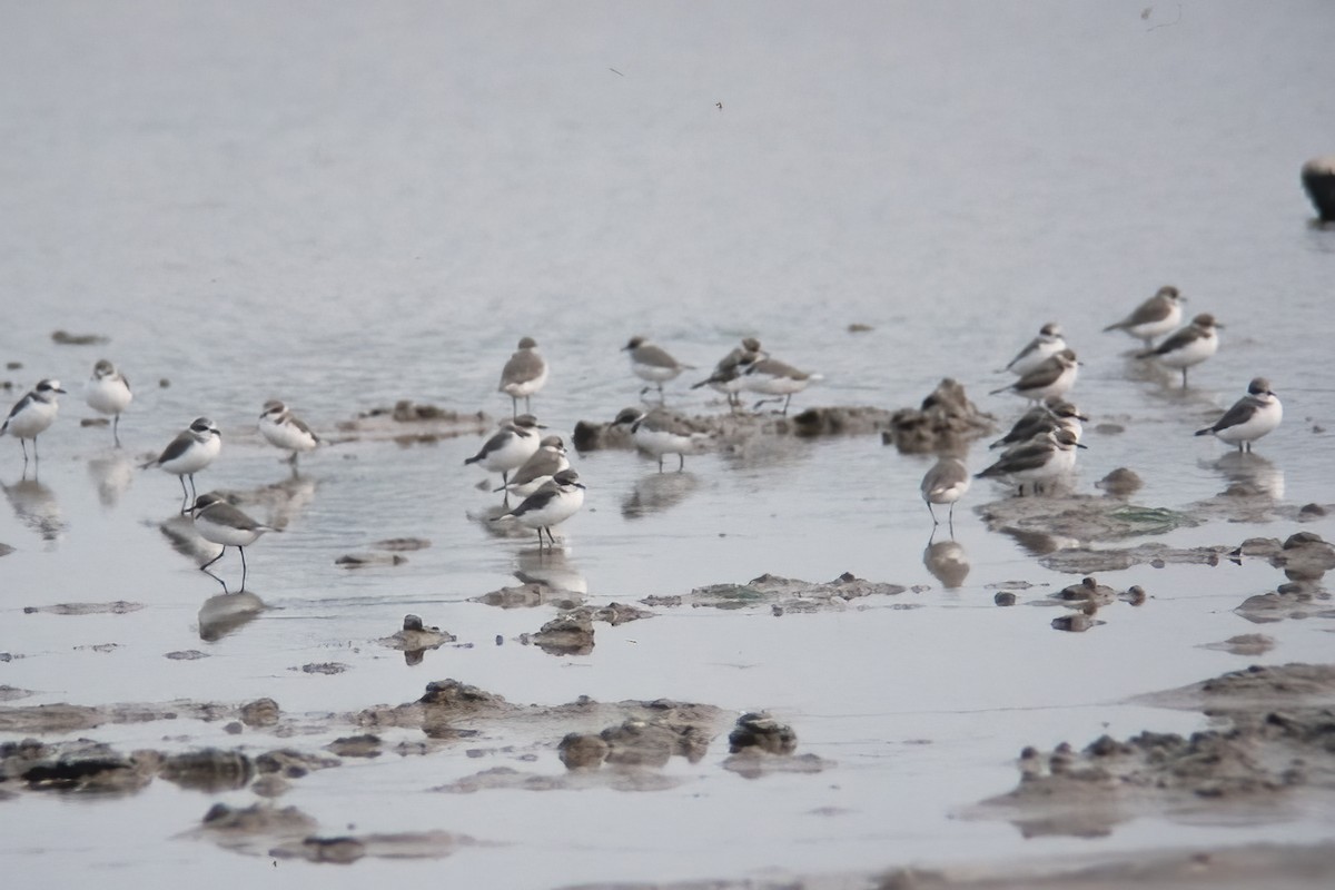 Kentish Plover - ML525508401