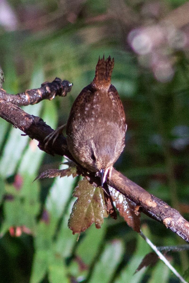 Pacific Wren - Belen Schneider