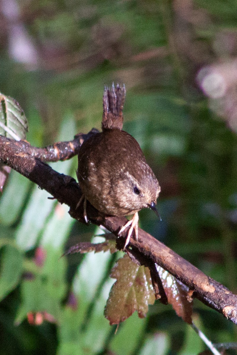 Pacific Wren - ML525508451