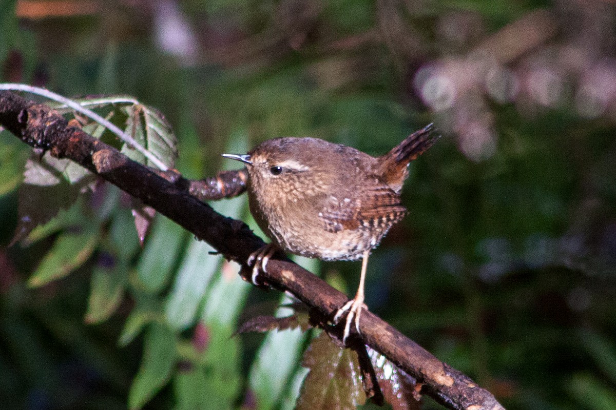 Pacific Wren - Belen Schneider