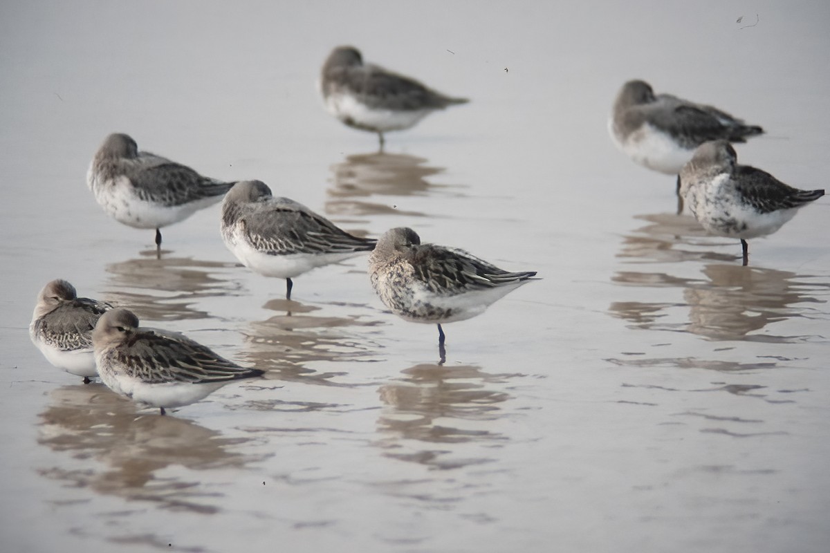 Dunlin - ML525508531