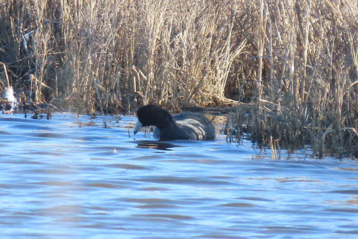 American Coot - ML525509451