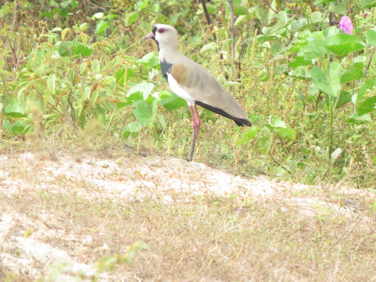 Southern Lapwing - ML525509621