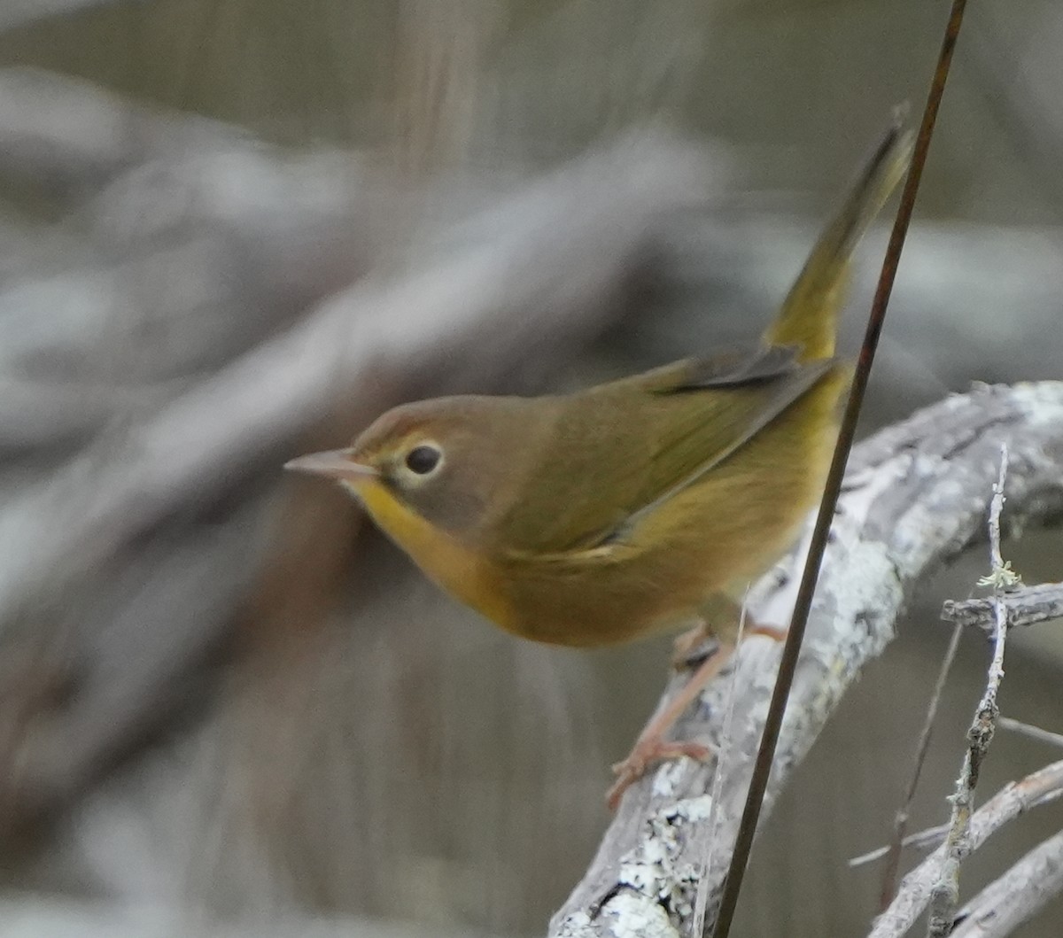 Sarıgerdan - ML525509711